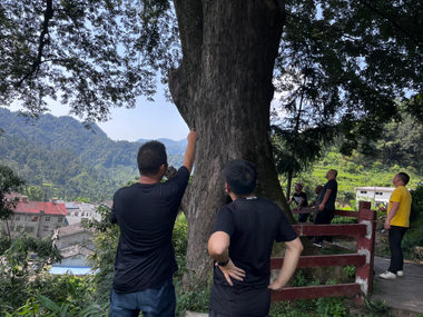 夷陵：百年古树做“体检” 守护绿色“活文物”