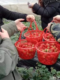四海农庄草莓采摘园