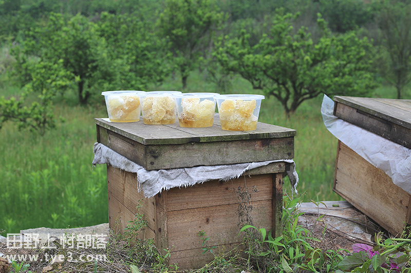 黄海蜜蜂养殖基地