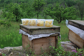黄海蜜蜂养殖基地