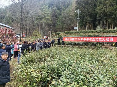 樟村坪镇：开展农业科技培训 助力茶叶产业增收