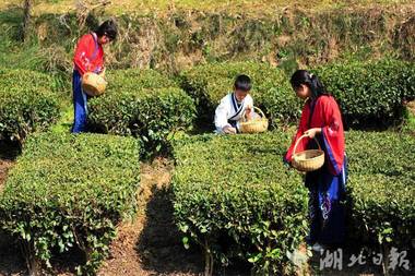 夷陵：茗香四溢，峡州早茶开园