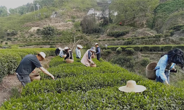 乐天溪镇司法所组织社区矫正对象开展助农采茶活动