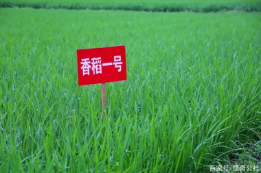 湖北长阳：有块高山盆地，农民大米卖到25元/斤，其原因不可复制