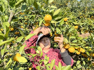 夷陵龙泉镇：5000亩柑橘喜获丰收