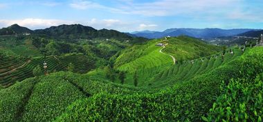 三峡农商银行邓村支行助力茶产业发展