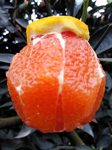 美味健康的橙子