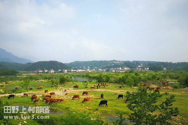 宜昌市夷陵区自然牛养殖专业合作社