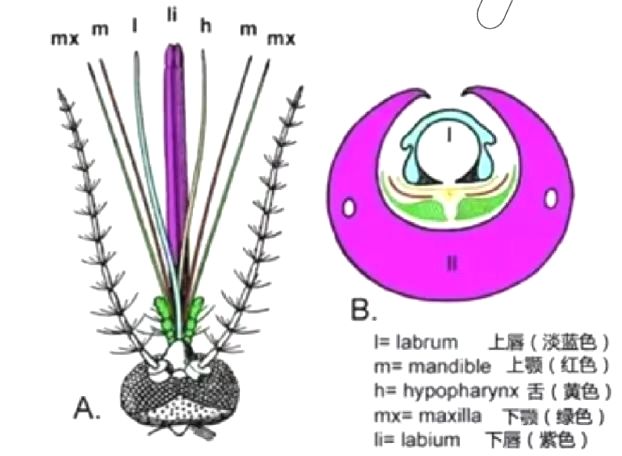 hXW48TMp35AeFGEW.jpg