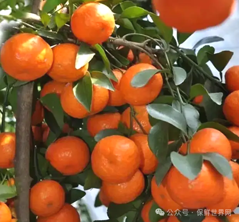 JhiF1wJ2QaQmmP4t.png JhiF1wJ2QaQmmP4t.png