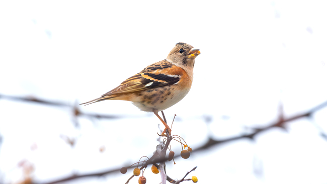 XayrHG5hBZam1Mr2.jpg XayrHG5hBZam1Mr2.jpg