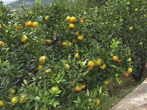 mKA5GBWxXhazyDBi.jpg mKA5GBWxXhazyDBi.jpg