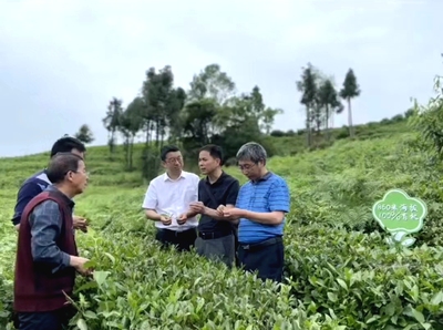 中国农科院茶叶研究所茶叶加工专家邓余良一行调研指导清溪沟贡茶有机茶基地