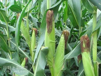 玉米种植及病虫害防治技术