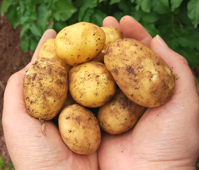高山黄心土豆秋繁技术优化研究：肥料、播种时间与密度对产量与品质的影响
