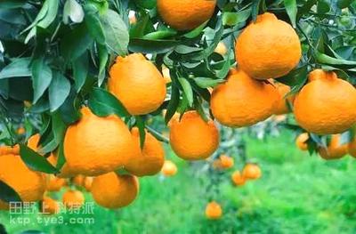 宜昌市夷陵区柑橘品种及栽培技术的演变