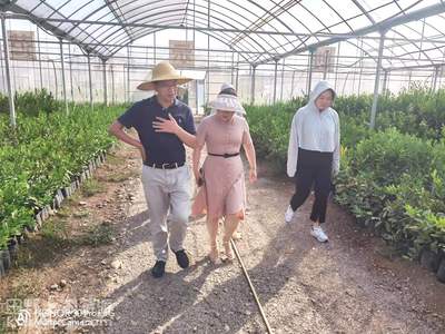华农专家来夷指导柑桔产业发展