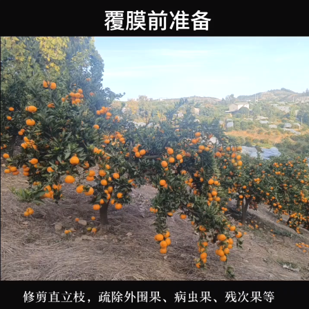 温州蜜柑树冠简易覆膜延迟采收技术要点