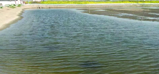 冬季池塘养殖技术措施建议