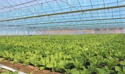 全国农技推广网----设施蔬菜-蚯蚓种养循环化肥减施增效绿色生产技术模式