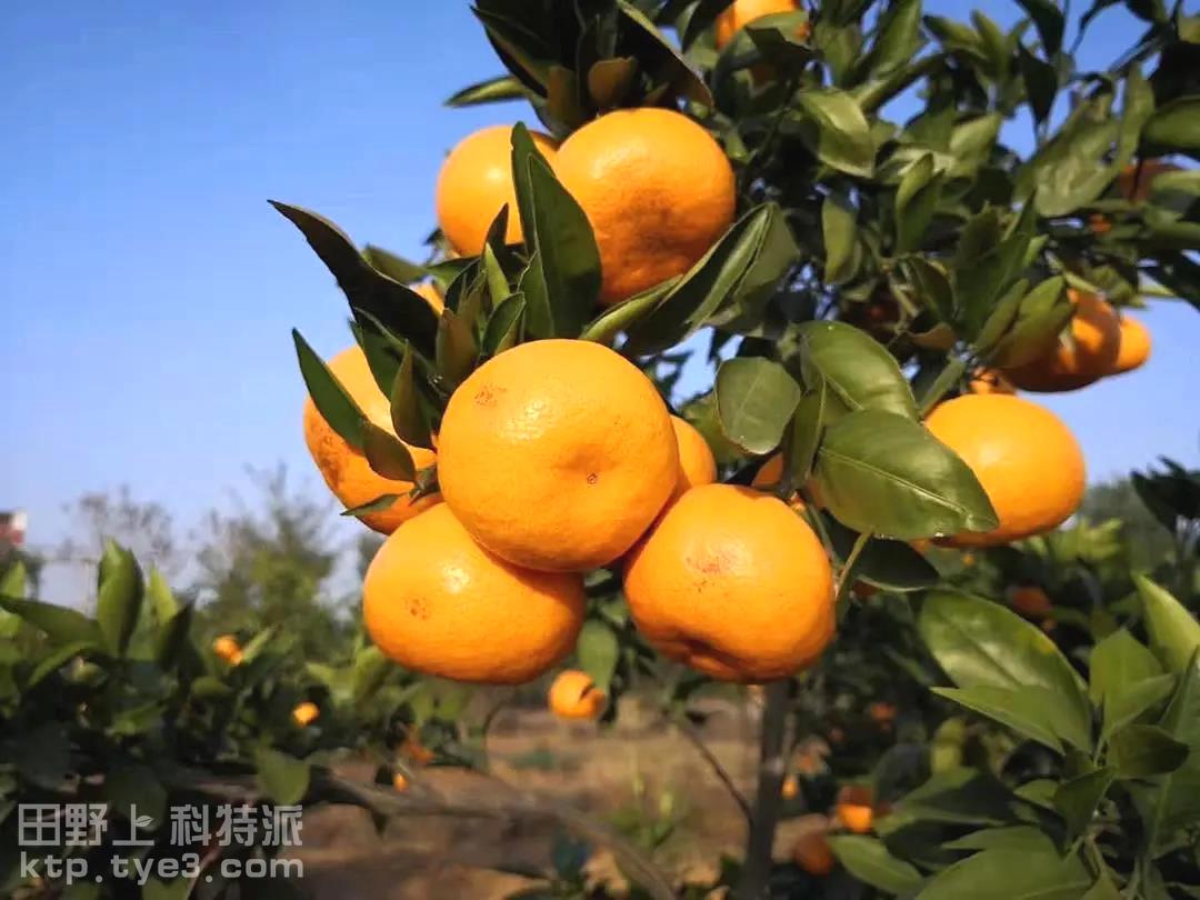 技术|金秋十月，柑橘管理重点