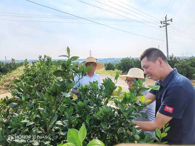 华中农业大学马洪菊教授来夷指导柑橘产业发展