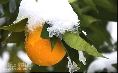 柑橘冬季管理-冻害预防及急救措施