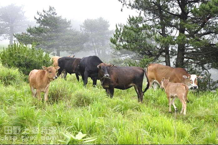 强化育种体系建设 破解肉牛种业瓶颈