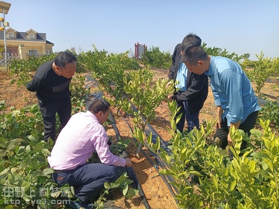 湖北省柑橘体系首席专家刘继红教授来夷陵指导柑橘产业