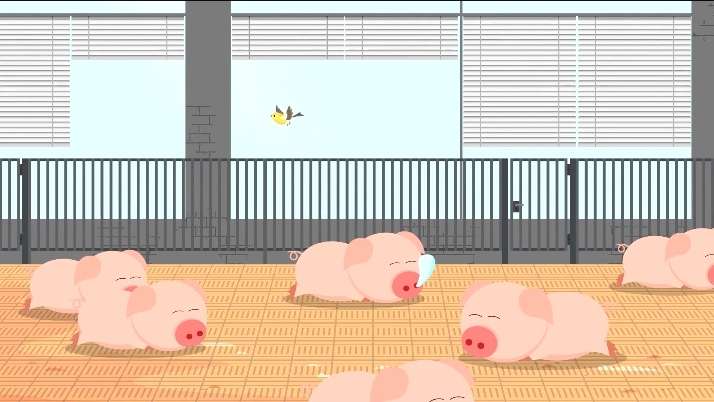 视频丨放心食用猪肉