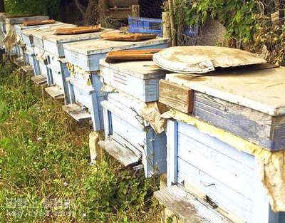 定地养蜂越冬期管理要点
