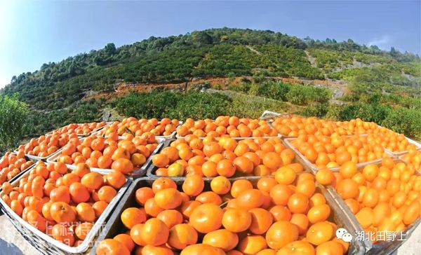 夷陵柑橘产业 | 金秋十月，爱上夷陵柑橘的味道~