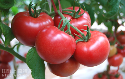 减少残次果，番茄产量高！多点花，少留果，选优选美