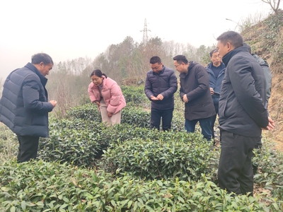 带领茶叶技术人员，指导早市茶基地应对寒潮保收益