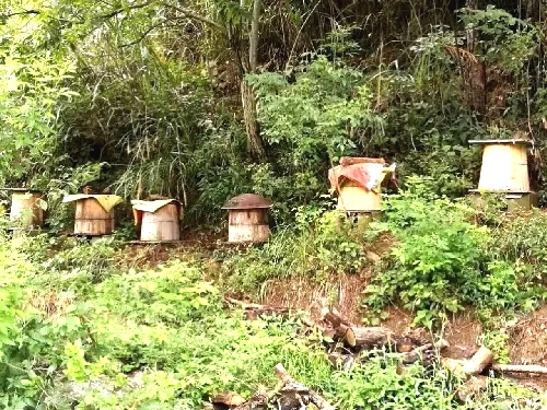夷陵区中蜂安全越冬的饲养管理技术要点