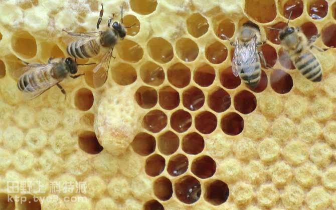 蜜蜂交尾群的组织和管理