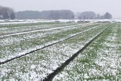 农作物低温雨雪冰冻风险预警