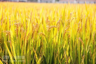 水稻秋收减损关键技术指导意见