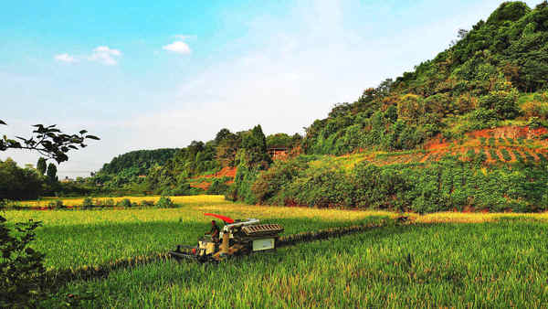 农业强国 | 唐仁健：加快建设农业强国