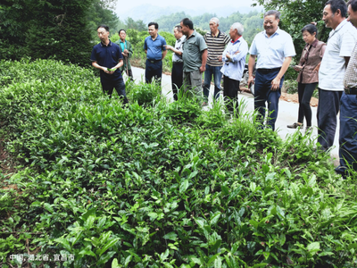 邓村乡：民主强引领 赋能茶产业