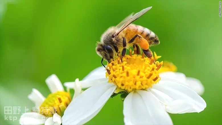       繁蜂必须注意关键环节是防虫防病