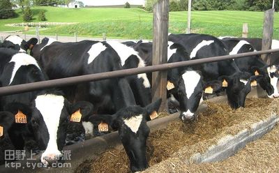 畜牧技术 | 奶牛越冬注意事项