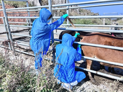 在百里荒夷陵牛保种场开展动物疫病防控指导