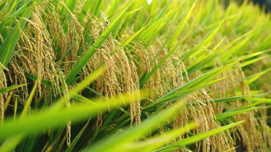 成果推广丨2013年硒及钟氏富硒技术在水稻种植中作用