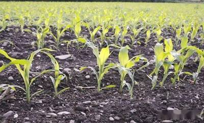 春播玉米优质高产种植技术要点