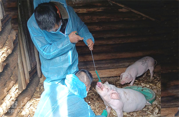 猪场健康养殖技术-减抗替抗