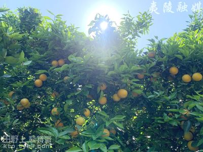 《三十年 江海情》之四：种下幸福“发财树”