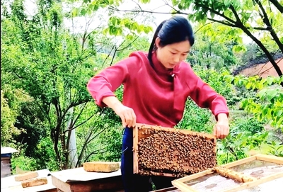 蜜蜂冬季需要吃多少蜂蜜才能安全过冬？
