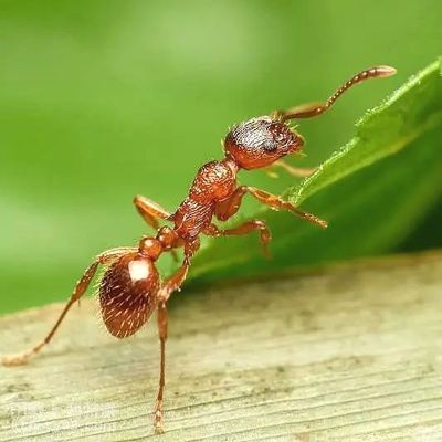 这种蚂蚁，你可要小心！