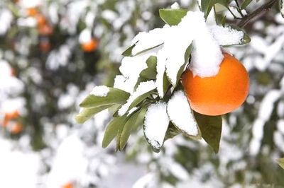 技术|柑橘应对低温骤降抗灾防冻主要技术措施合集